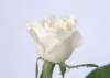sj001_small.jpg