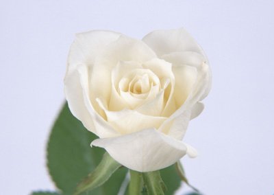 sj002.jpg