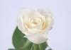 sj002_small.jpg
