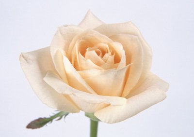 sj003.jpg