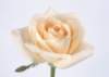 sj003_small.jpg