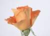 sj004_small.jpg