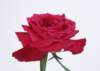 sj005_small.jpg