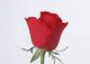 sj006_small.jpg