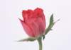 sj007_small.jpg