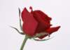 sj008_small.jpg