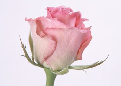 sj009.jpg