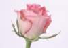sj009_small.jpg