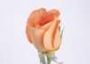 sj010_small.jpg