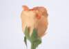 sj011_small.jpg