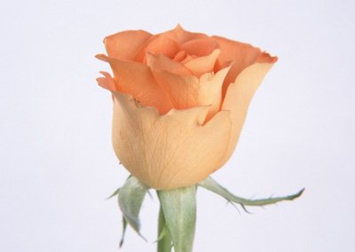 sj012.jpg