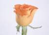 sj012_small.jpg