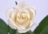 sj013_small.jpg