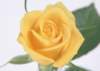 sj014_small.jpg