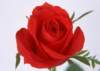 sj015_small.jpg