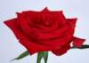 sj016_small.jpg