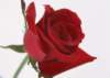sj017_small.jpg