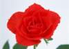 sj019_small.jpg