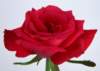 sj020_small.jpg