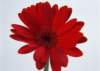 sj022_small.jpg