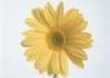 sj023_small.jpg