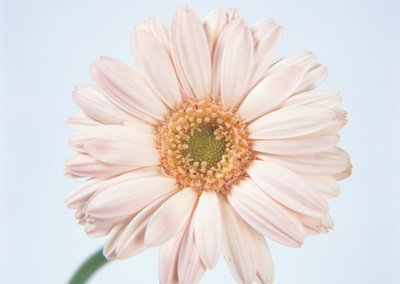 sj024.jpg