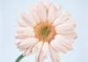 sj024_small.jpg
