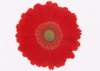 sj025_small.jpg