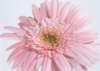 sj026_small.jpg