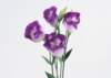 sj029_small.jpg