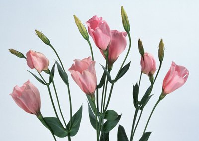sj030.jpg