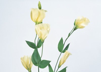 sj032.jpg