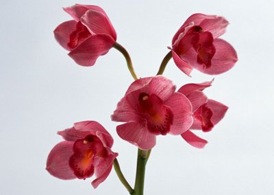 sj041.jpg