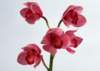sj041_small.jpg