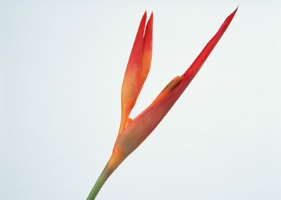 sj044.jpg