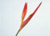 sj044_small.jpg