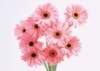 sj047_small.jpg