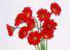 sj048_small.jpg