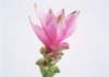 sj049_small.jpg