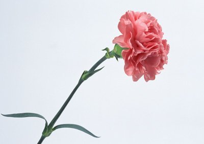 sj057.jpg
