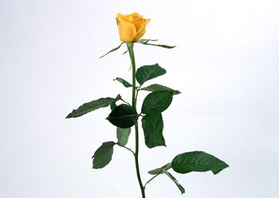 sj059.jpg