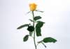 sj059_small.jpg