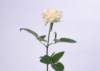 sj061_small.jpg
