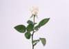 sj062_small.jpg