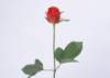 sj064_small.jpg