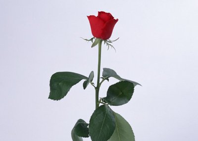 sj065.jpg
