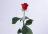 sj065_small.jpg