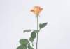sj066_small.jpg