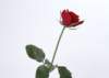 sj067_small.jpg