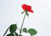 sj069_small.jpg